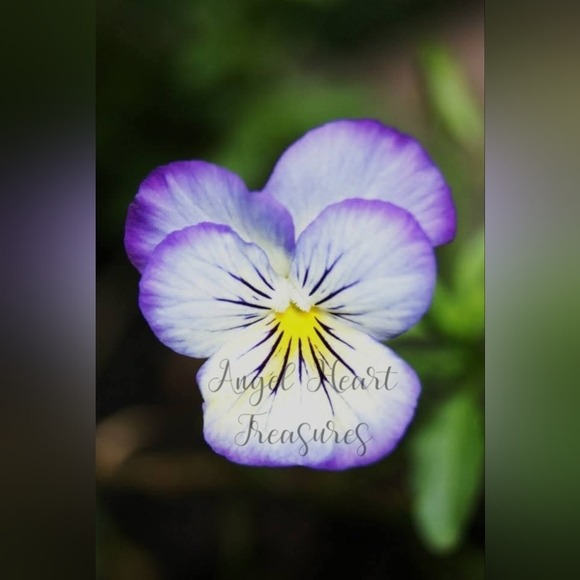 5x7 Original Photography Of Purple & White Pansy Flower Bloom Photo Print - Picture 1 of 1